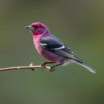 purple finch symbolism and meaning