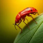 red aphids symbolism and meaning