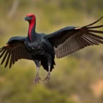 red headed vulture symbolism and meaning