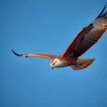 red kite symbolism and meaning