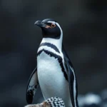 rockhopper penguin symbolism and meaning