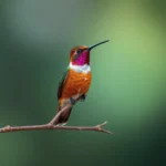 rufous hummingbird symbolism and meaning