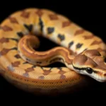 scaleless ball python symbolism and meaning