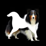 scotch collie symbolism and meaning