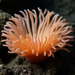 sea anemone symbolism and meaning