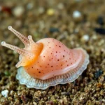 sea slug symbolism and meaning