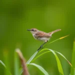 sedge warbler symbolism and meaning