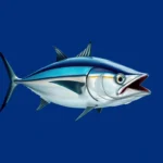 skipjack tuna symbolism and meaning