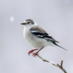 snow bunting symbolism and meaning