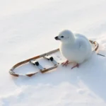 snowshoe symbolism and meaning