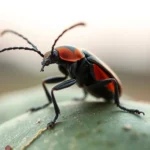 soldier beetle symbolism and meaning