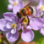 southeastern blueberry bee symbolism and meaning