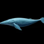 sperm whale symbolism and meaning