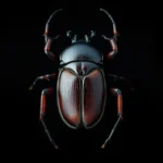 spider beetle symbolism and meaning