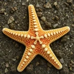 starfish symbolism and meaning