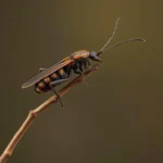 stick insect symbolism and meaning