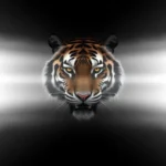 sumatran tiger symbolism and meaning