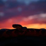 sunset ball python symbolism and meaning