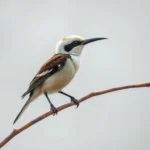 tropicbird symbolism and meaning