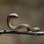 twig snake symbolism and meaning