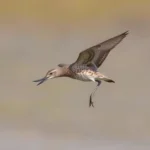 whimbrel symbolism and meaning