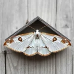 white shouldered house moth symbolism and meaning