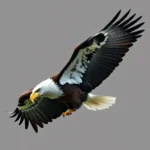 white tailed eagle symbolism and meaning