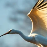 whooping crane symbolism and meaning