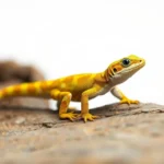 yellow spotted lizard symbolism and meaning